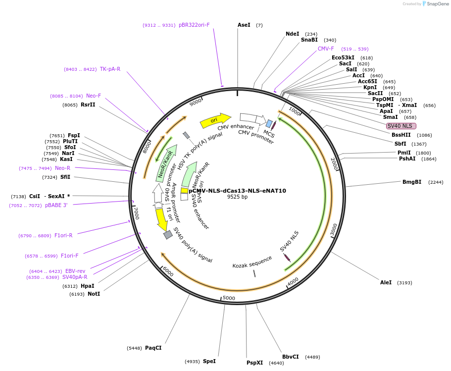 238300-plasmid-map-sequence-id-474324