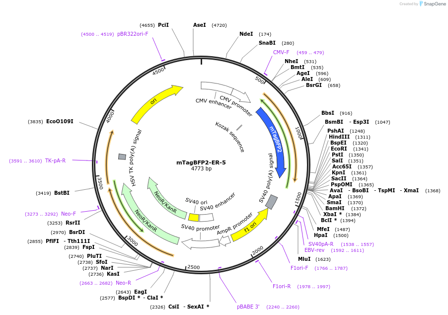 55294-plasmid-map-sequence-id-474329