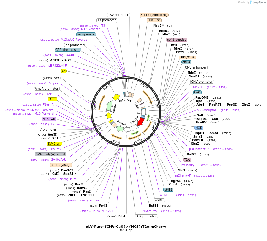 236249-plasmid-map-sequence-id-474330