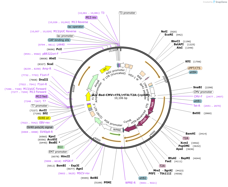 236251-plasmid-map-sequence-id-474331