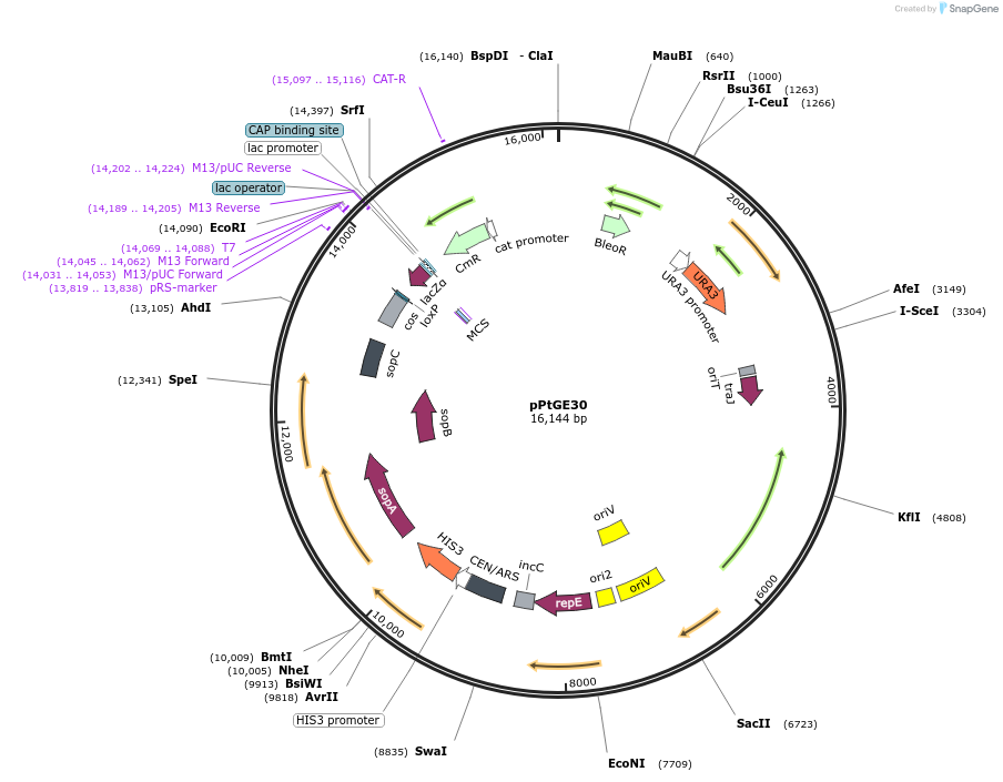 236256-plasmid-map-sequence-id-474333