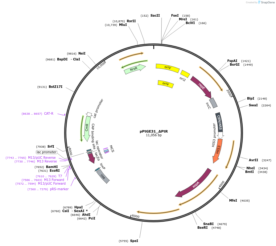 236260-plasmid-map-sequence-id-474335