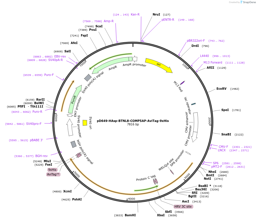 157225-plasmid-map-sequence-id-474339
