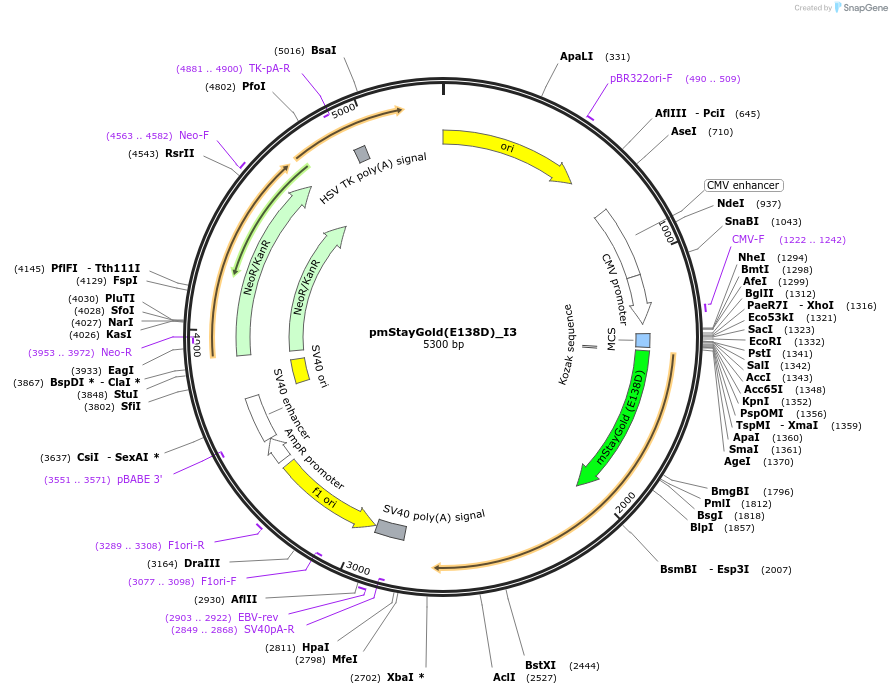 239338-plasmid-map-sequence-id-474341