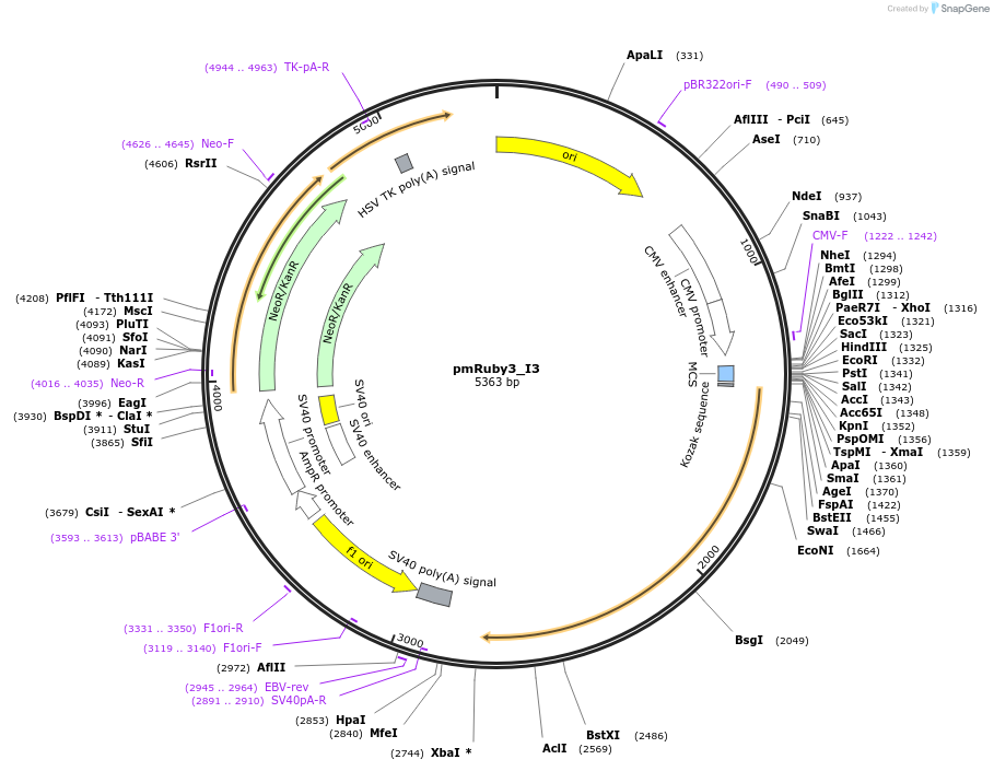 239344-plasmid-map-sequence-id-474342
