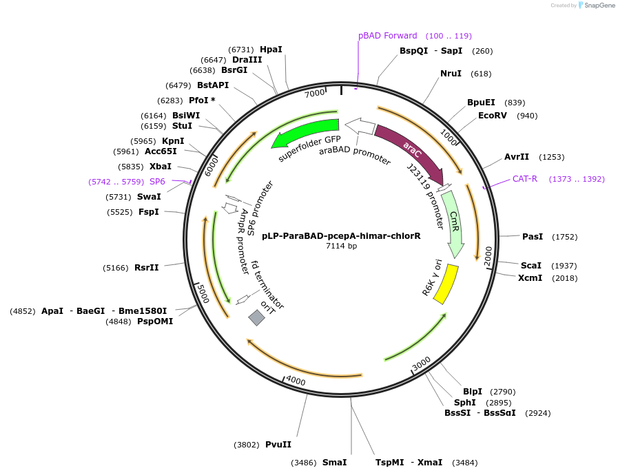 238491-plasmid-map-sequence-id-474344