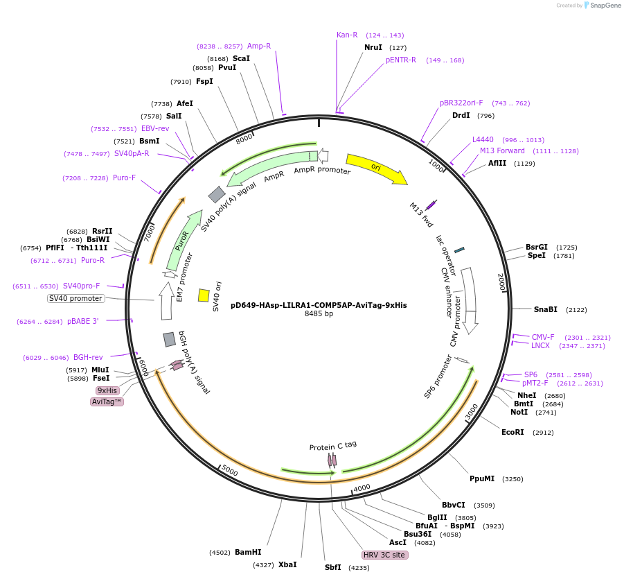 157430-plasmid-map-sequence-id-474346