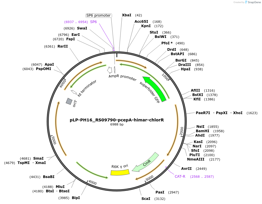 238494-plasmid-map-sequence-id-474347