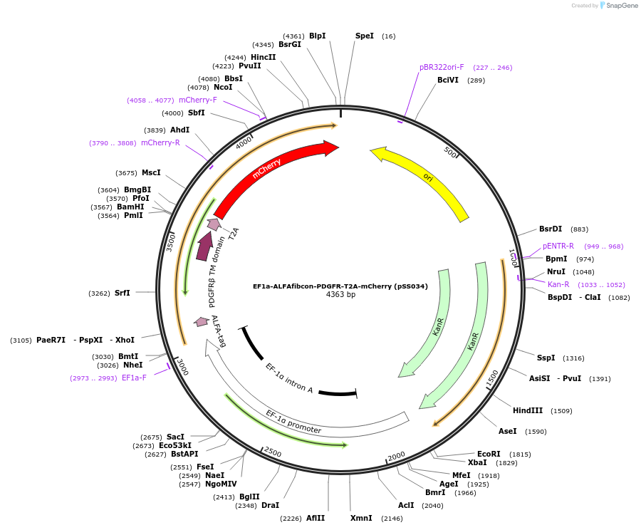 236337-plasmid-map-sequence-id-474349