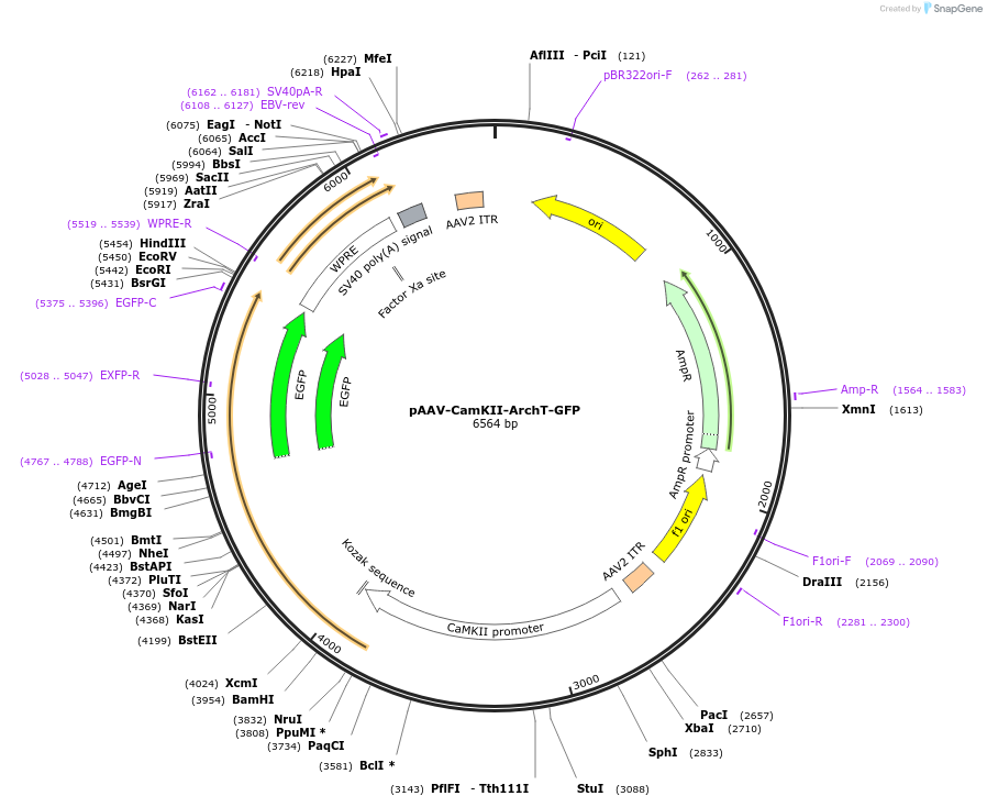 37807-plasmid-map-sequence-id-47435