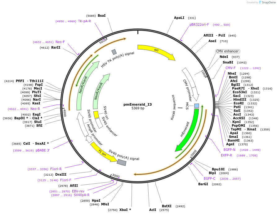 231680-plasmid-map-sequence-id-474350
