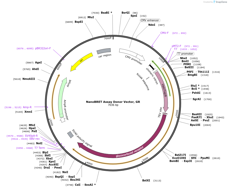 237153-plasmid-map-sequence-id-474354
