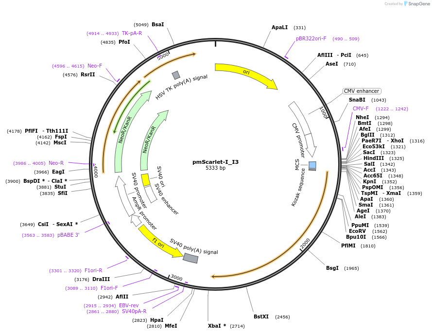 239341-plasmid-map-sequence-id-474356