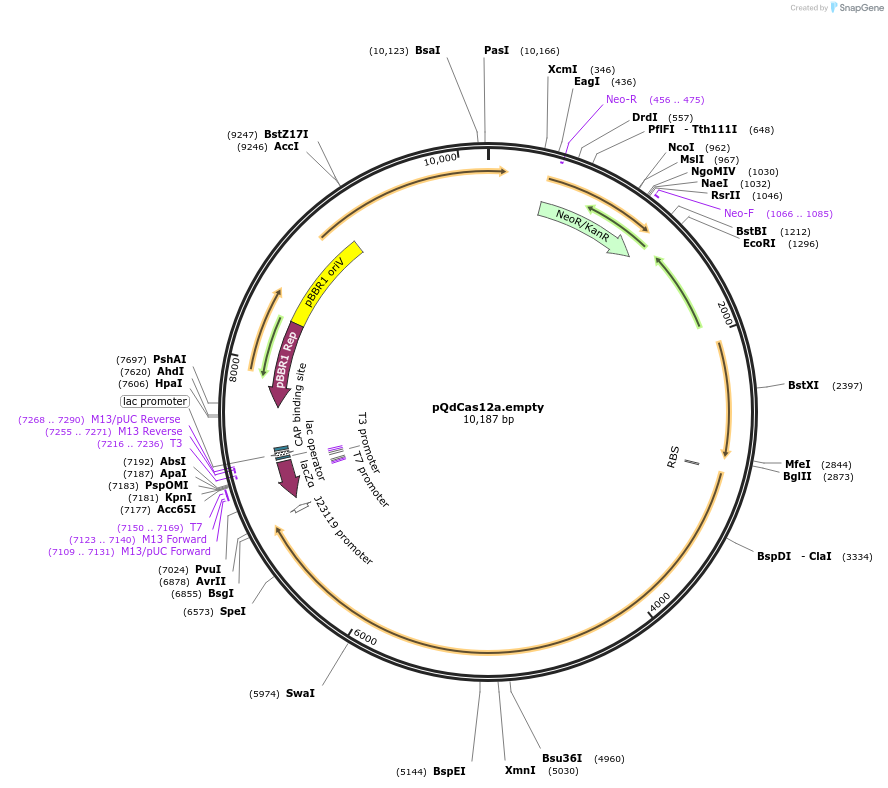 236036-plasmid-map-sequence-id-474357