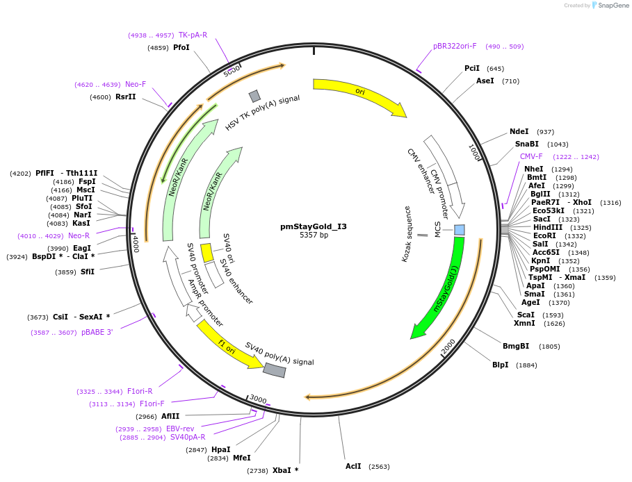239336-plasmid-map-sequence-id-474358