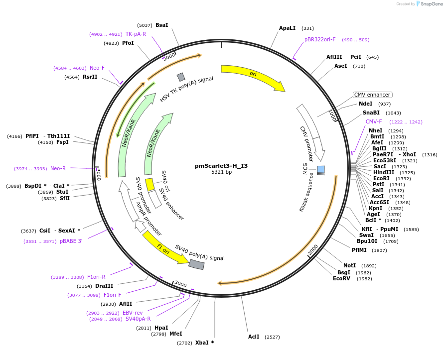 239343-plasmid-map-sequence-id-474361