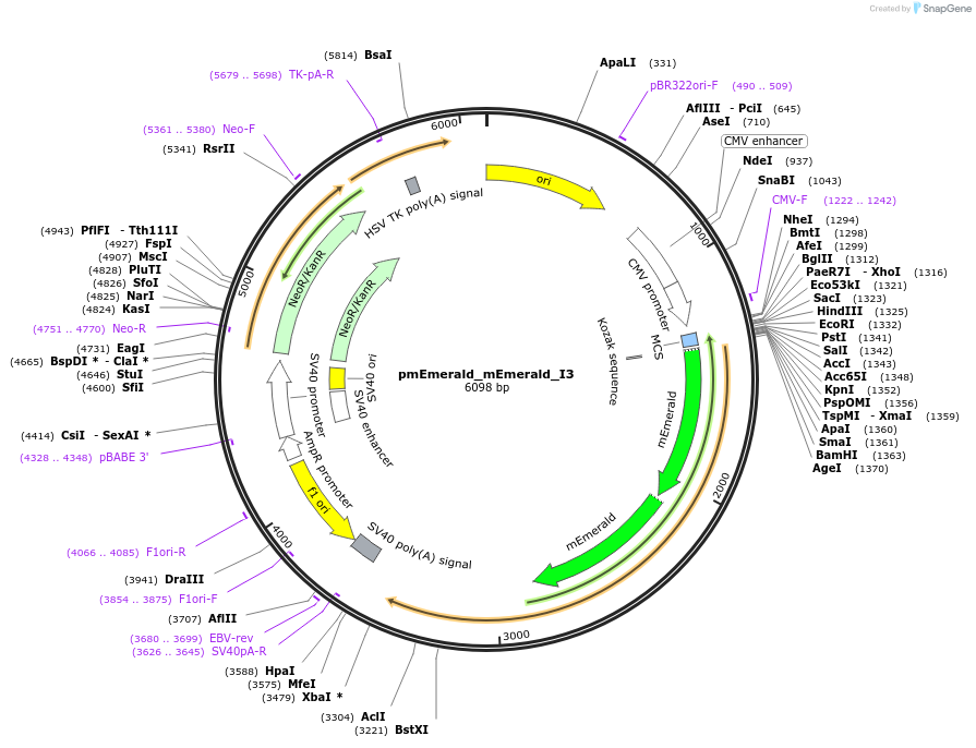 231681-plasmid-map-sequence-id-474362