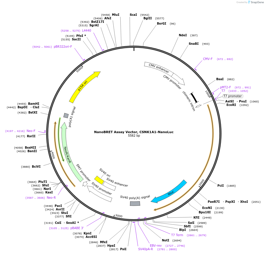 237143-plasmid-map-sequence-id-474363