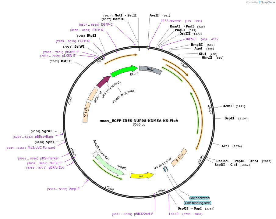 238291-plasmid-map-sequence-id-474364