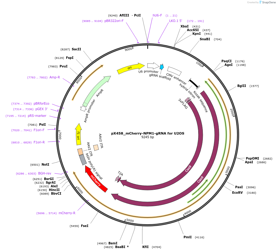 238250-plasmid-map-sequence-id-474369