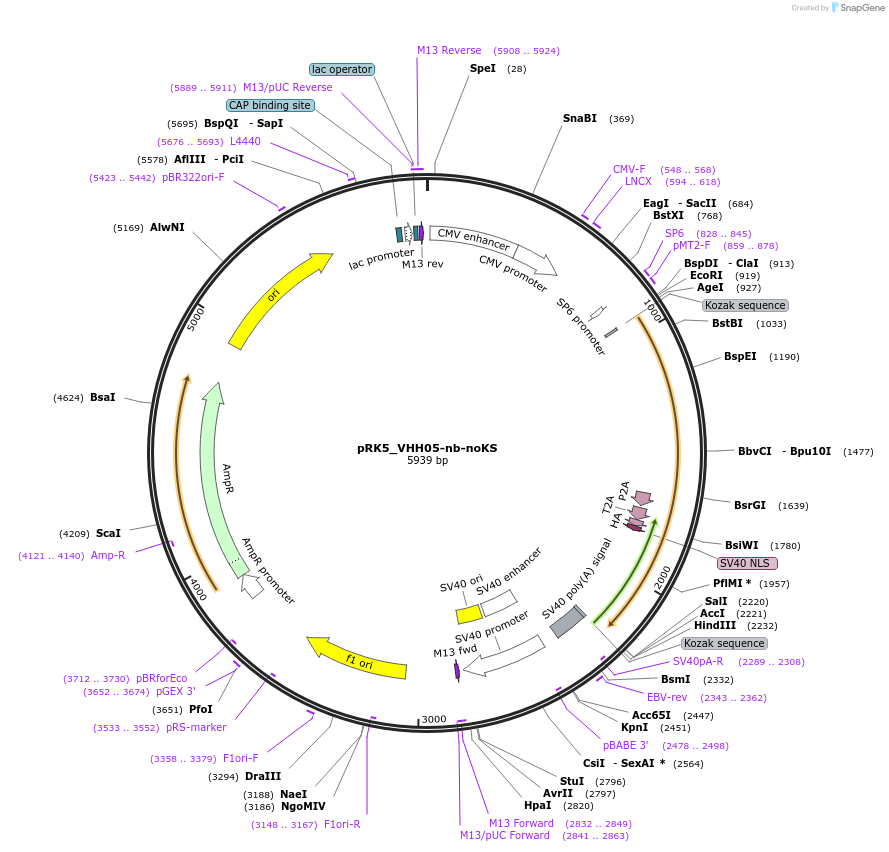 238269-plasmid-map-sequence-id-474370