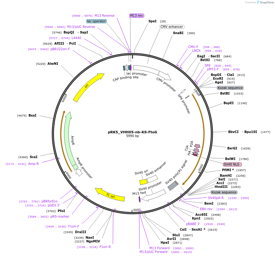 238271-plasmid-map-sequence-id-474371