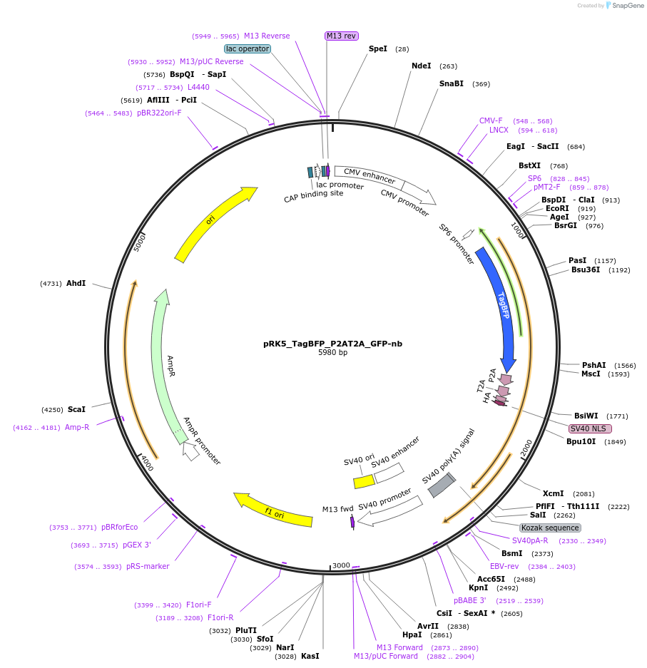 238273-plasmid-map-sequence-id-474372