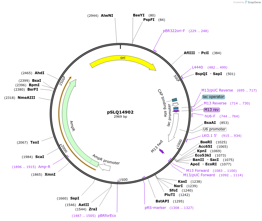 239277-plasmid-map-sequence-id-474373