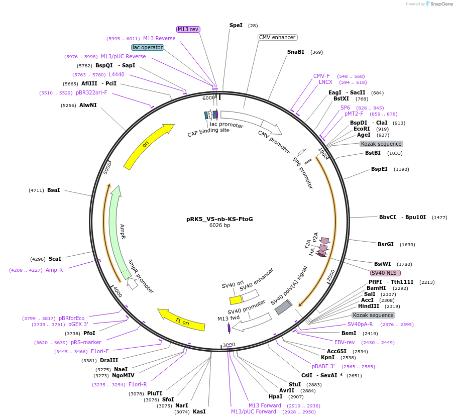 238267-plasmid-map-sequence-id-474375
