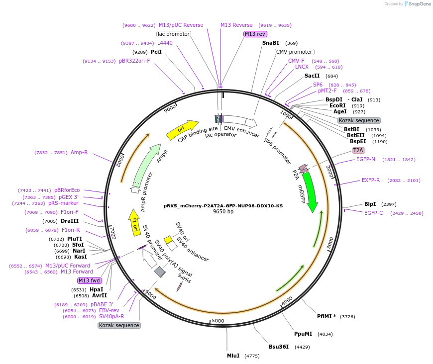 238285-plasmid-map-sequence-id-474376