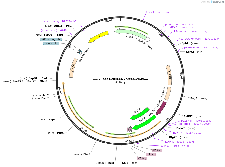 238295-plasmid-map-sequence-id-474377