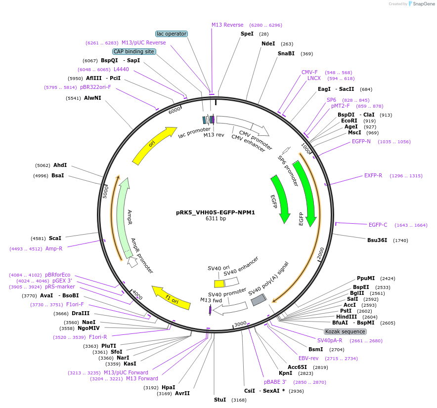 238268-plasmid-map-sequence-id-474380