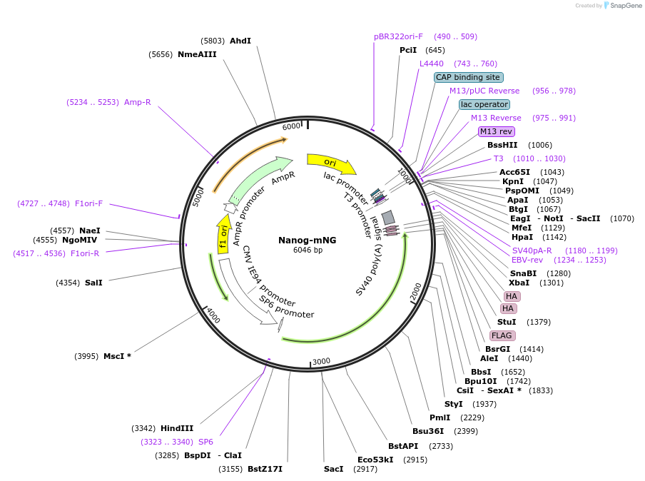 238296-plasmid-map-sequence-id-474381