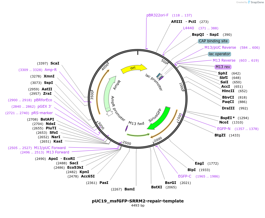 238247-plasmid-map-sequence-id-474382