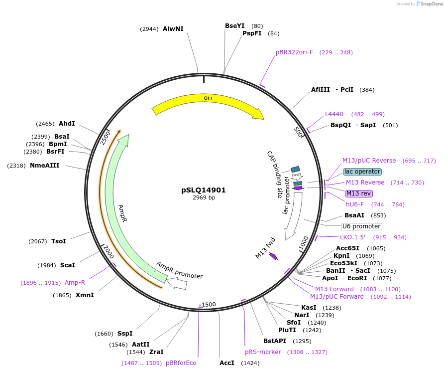 239276-plasmid-map-sequence-id-474385