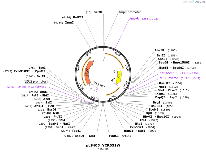 239132-plasmid-map-sequence-id-474388