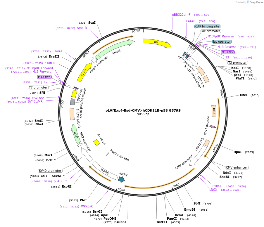 239216-plasmid-map-sequence-id-474391