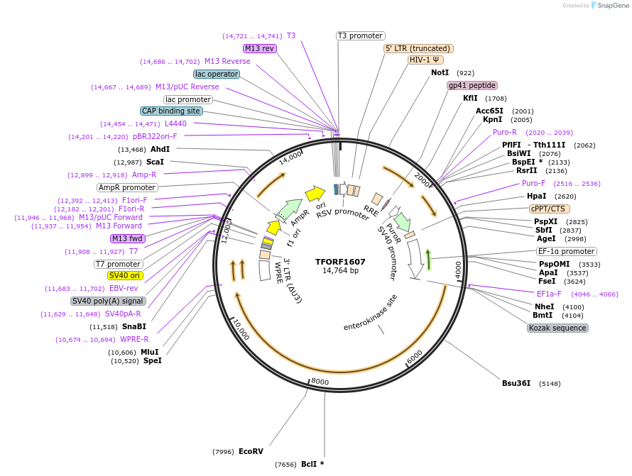 144368-plasmid-map-sequence-id-474400