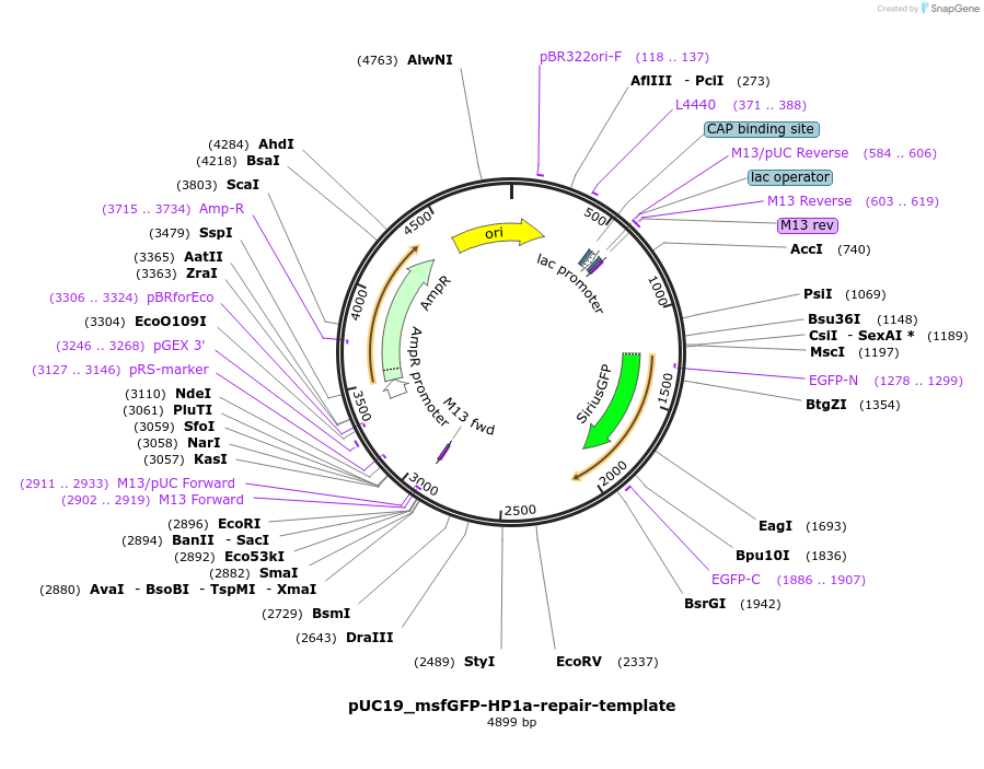 238248-plasmid-map-sequence-id-474402