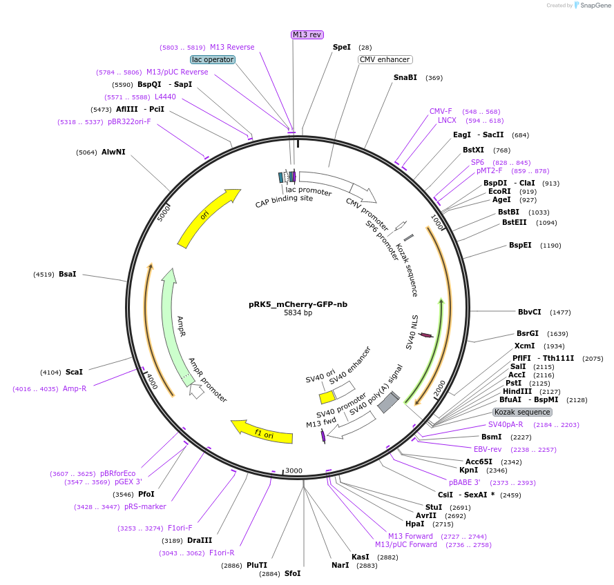 238259-plasmid-map-sequence-id-474404