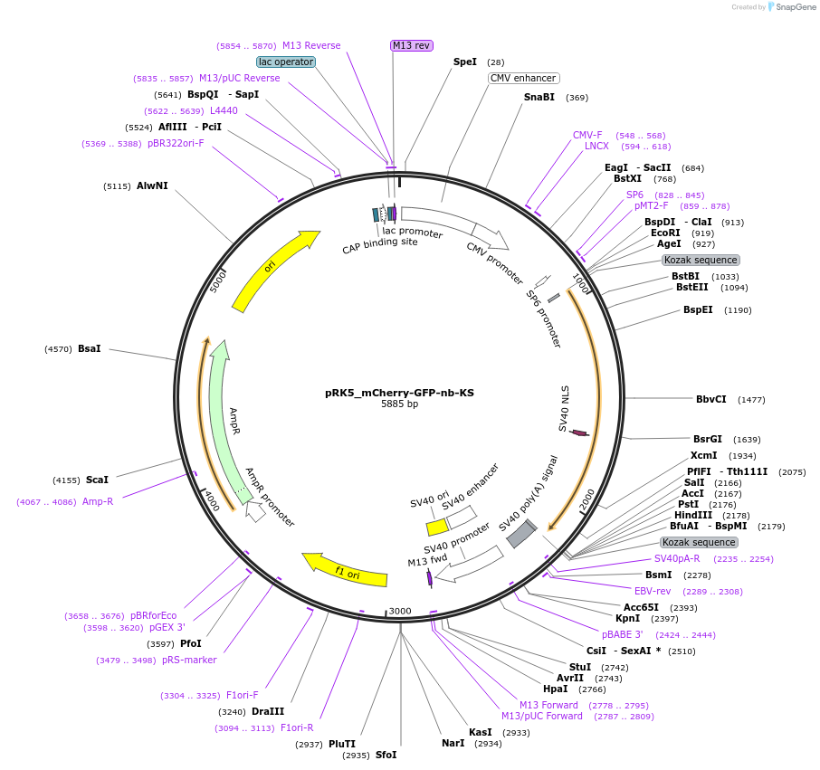 238260-plasmid-map-sequence-id-474406