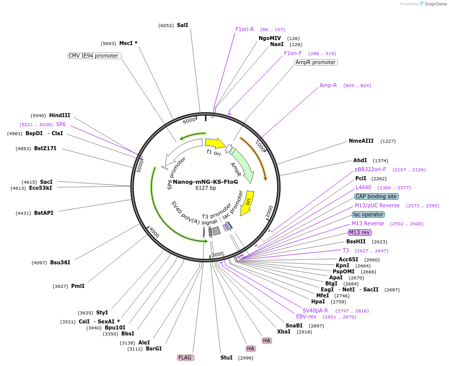 238297-plasmid-map-sequence-id-474407
