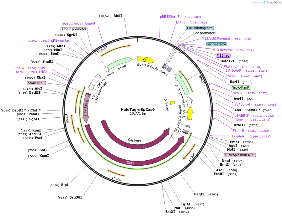 238946-plasmid-map-sequence-id-474409