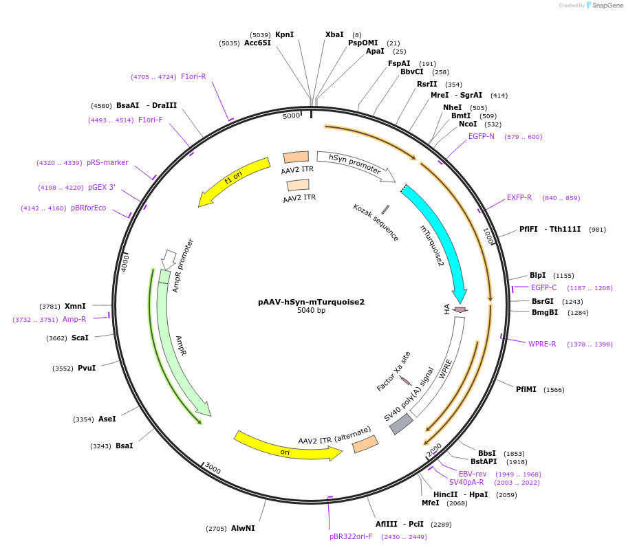 239206-plasmid-map-sequence-id-474414