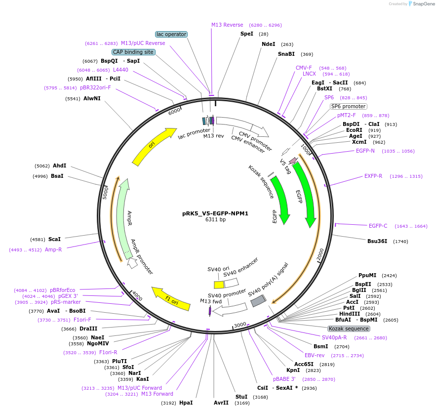 238264-plasmid-map-sequence-id-474415