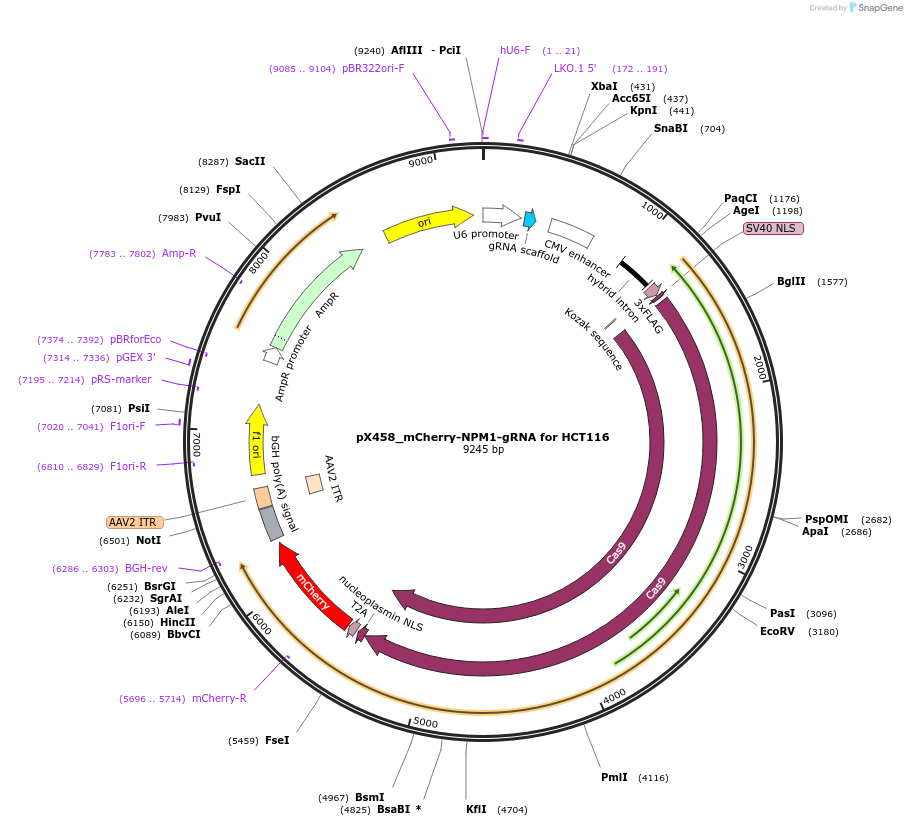 238249-plasmid-map-sequence-id-474417