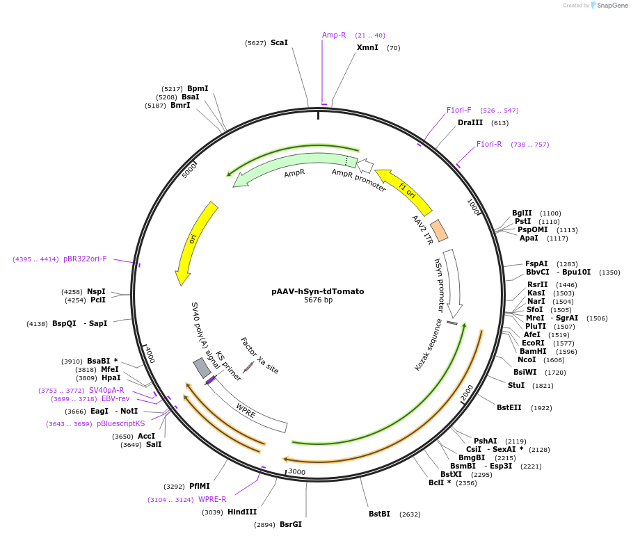 239048-plasmid-map-sequence-id-474419
