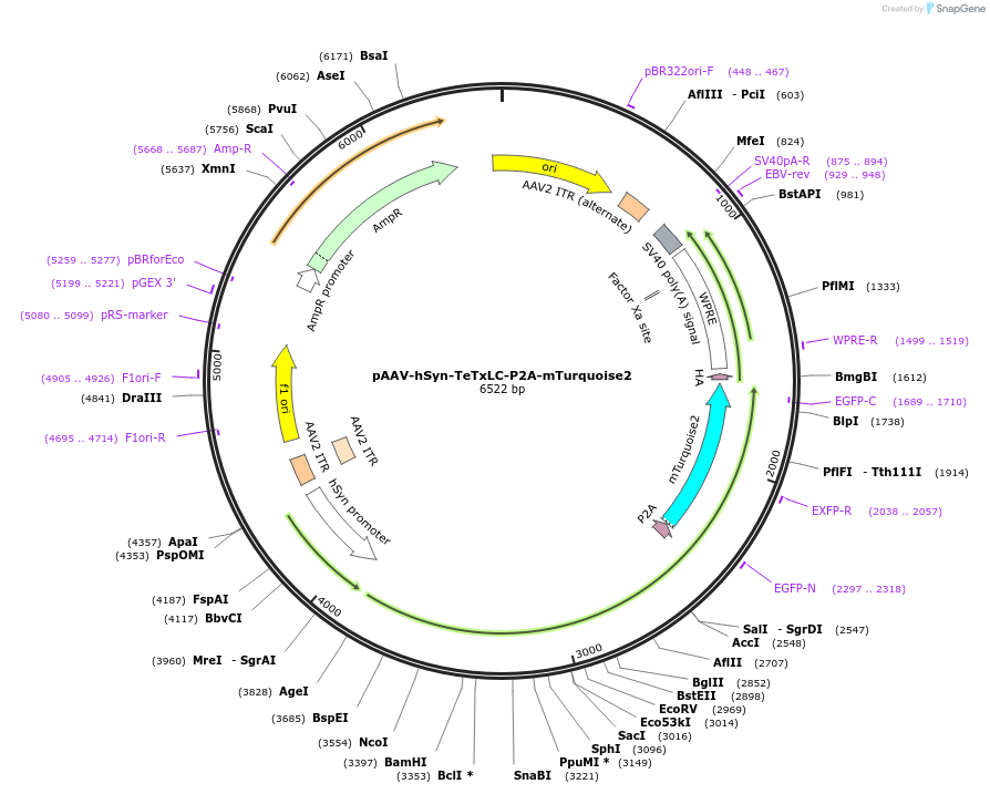 239210-plasmid-map-sequence-id-474420