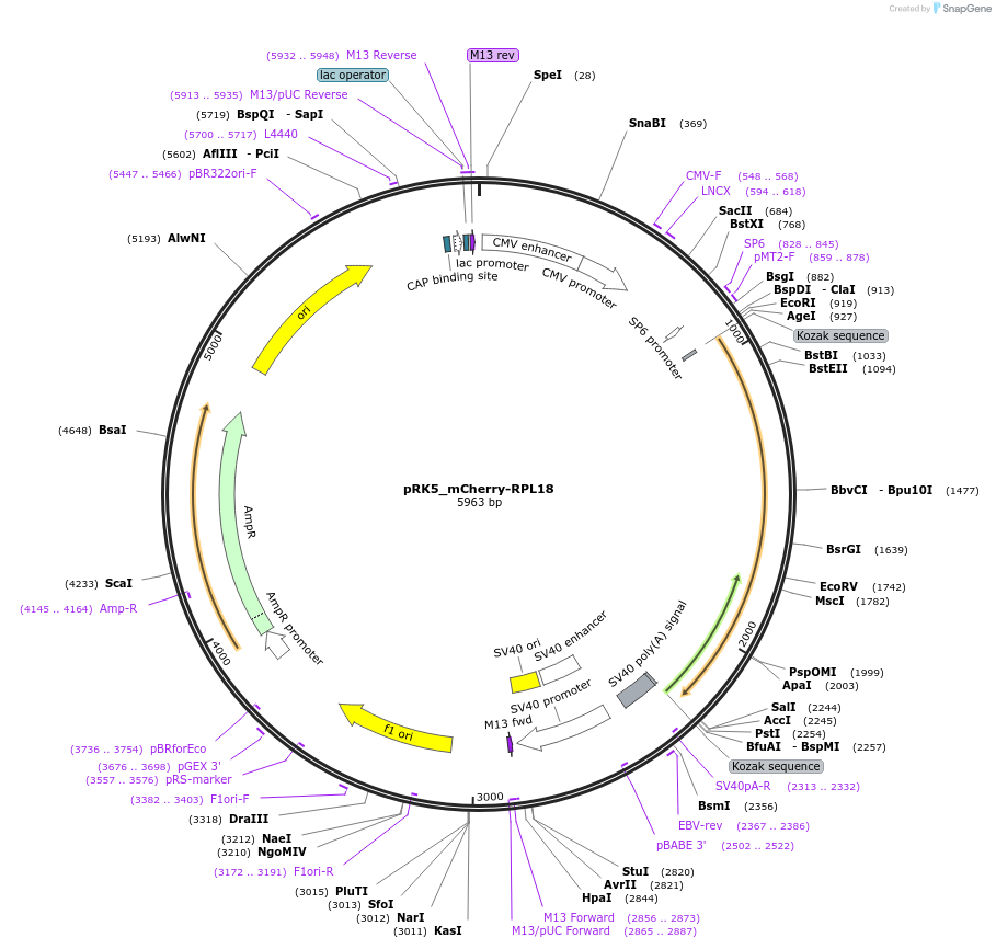 238253-plasmid-map-sequence-id-474421