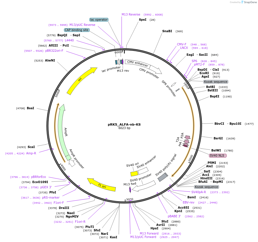 238263-plasmid-map-sequence-id-474422